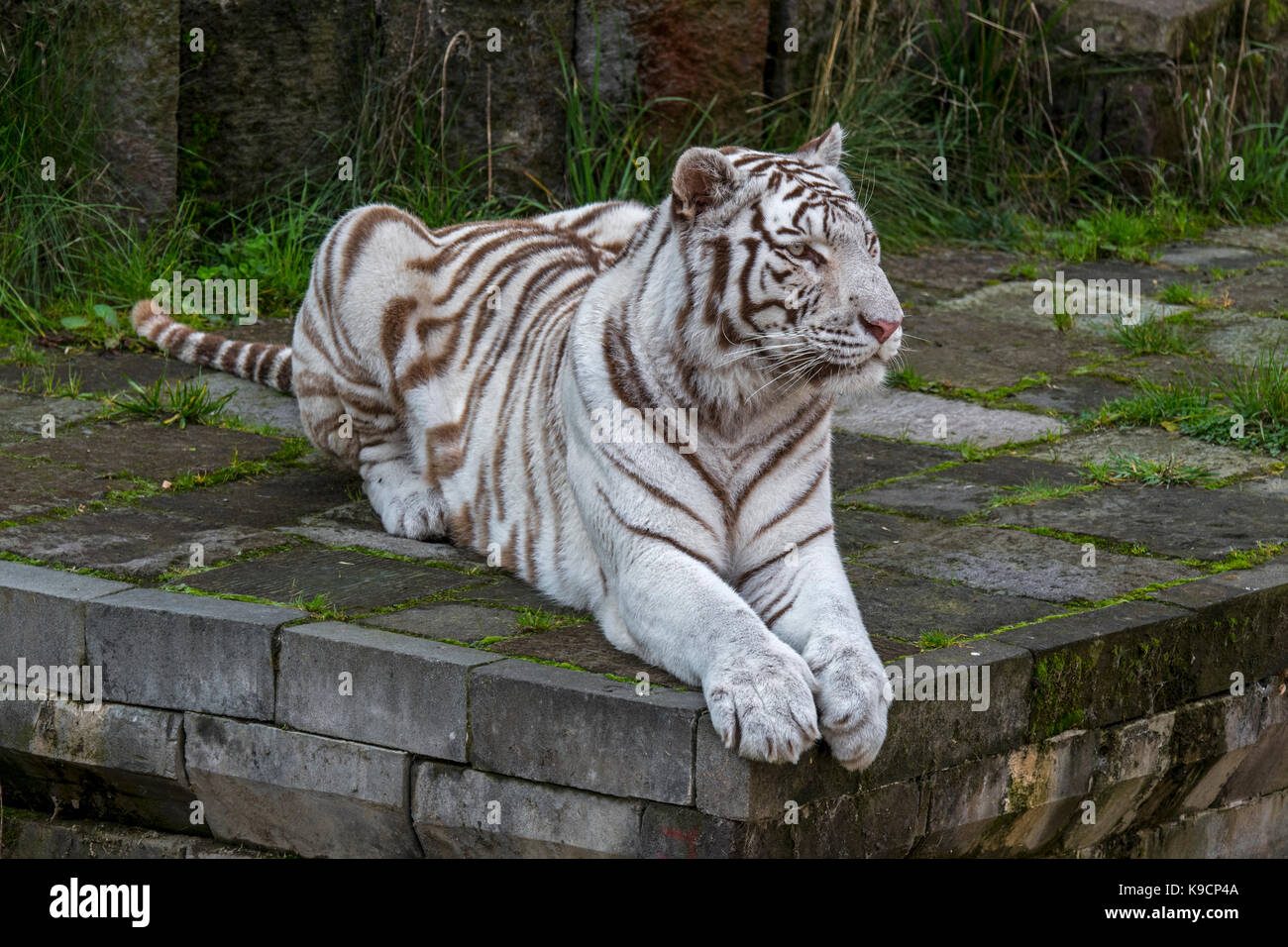White Tiger High Resolution Stock Photography And Images Alamy