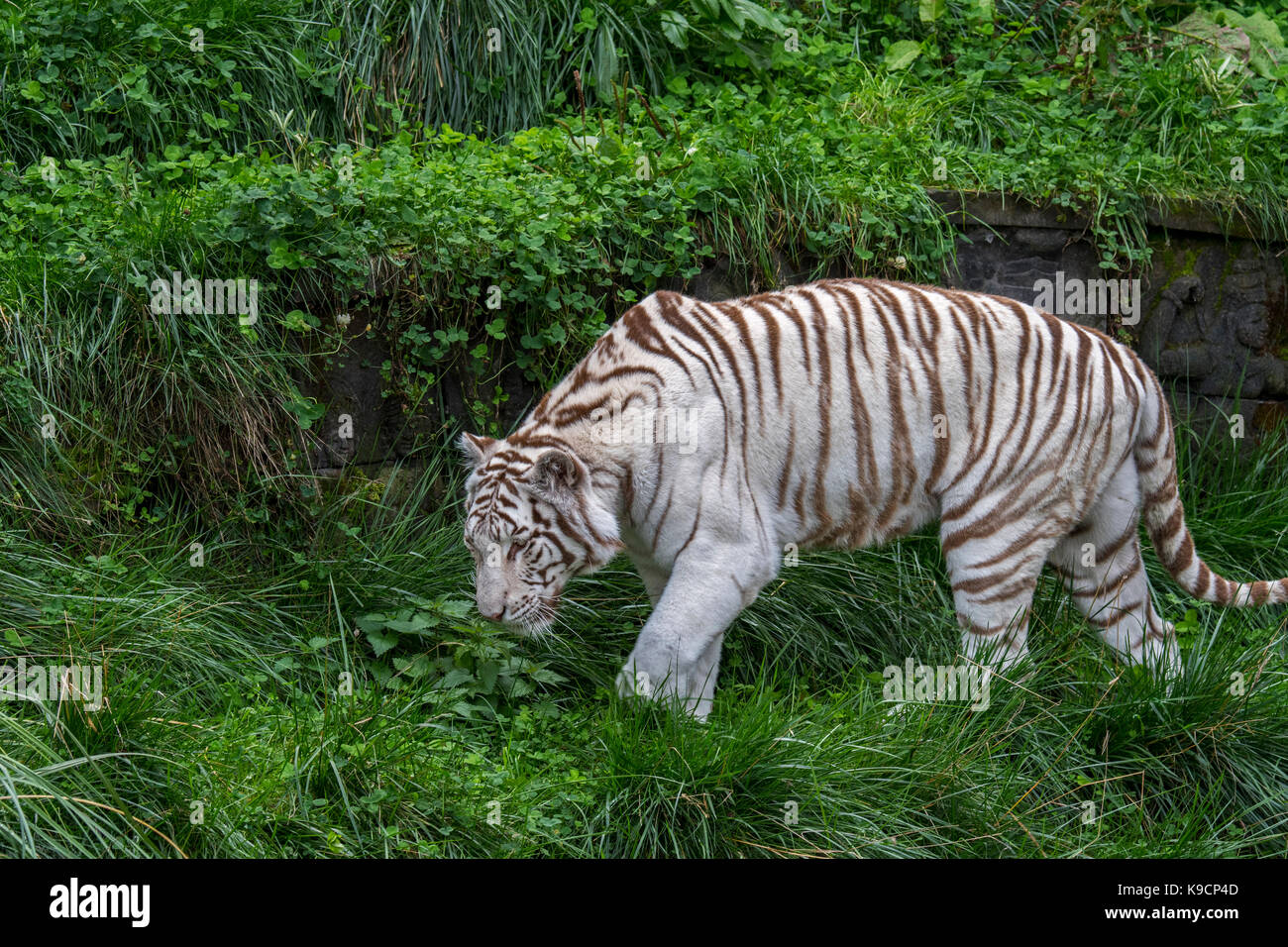 White tiger / bleached tiger (Panthera tigris) pigmentation variant of