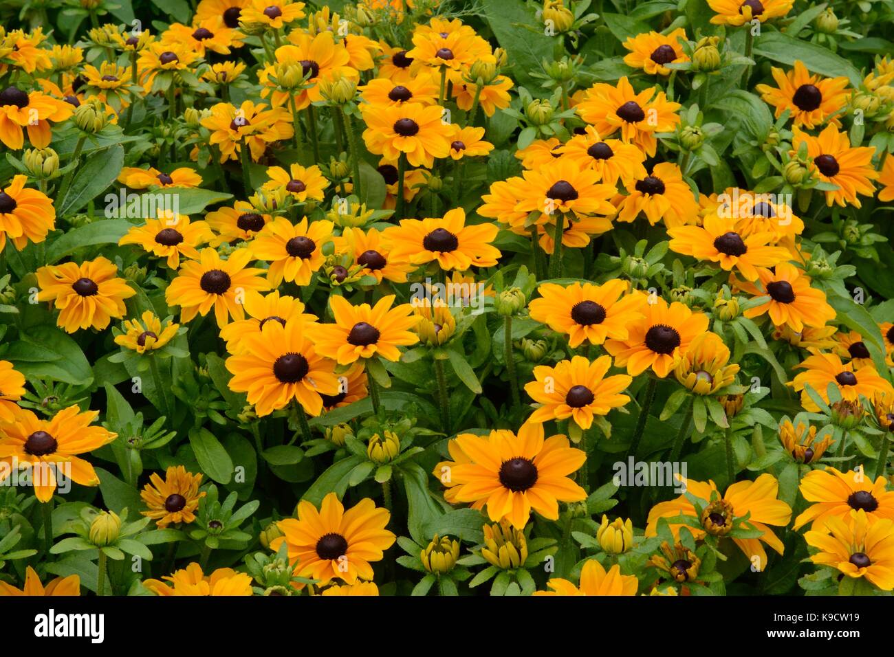 Rudbeckia hirta Toto coneflower Gloriasa Daisy black-eyed Susan daisy like orange yellow  flowers Stock Photo