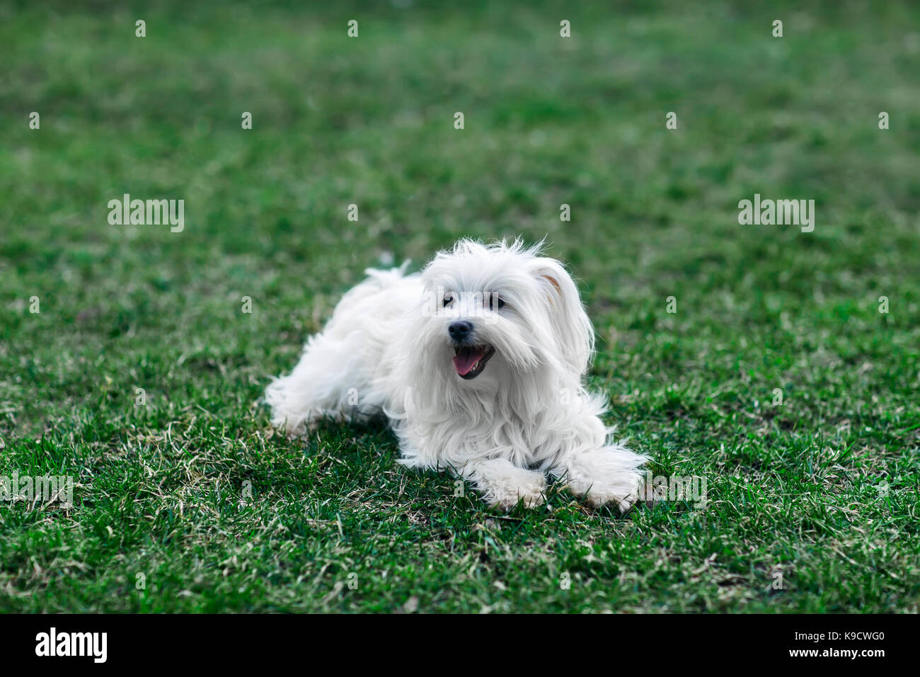 Happy cute dog sitting in grass Stock Photo - Alamy