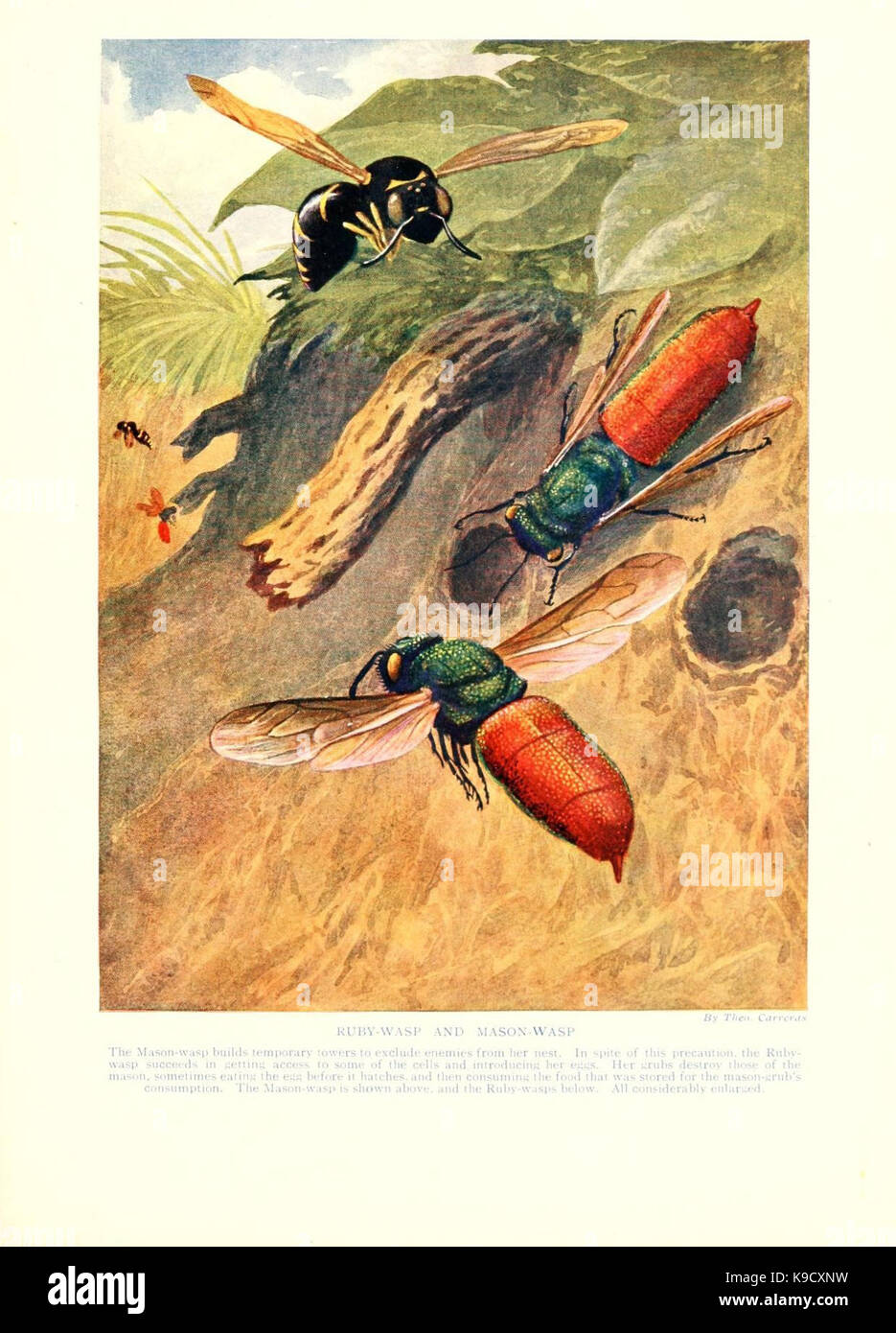 Perfect Insect Life cycle of animal drawing hi-res stock photography and images - Alamy