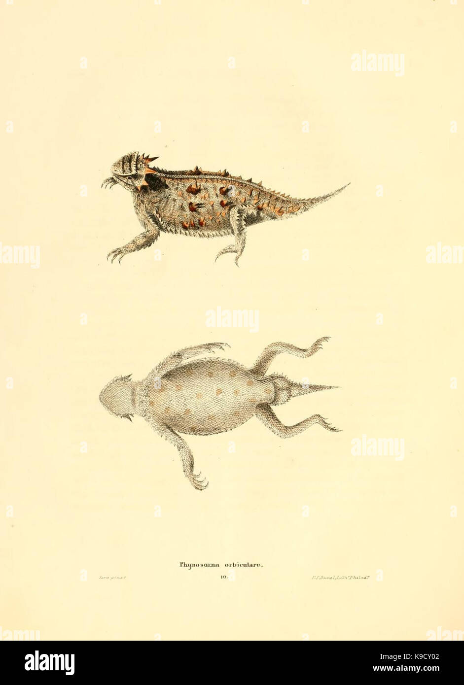 Image showcasing Herpetology guide hi-res stock photography and images - Alamy