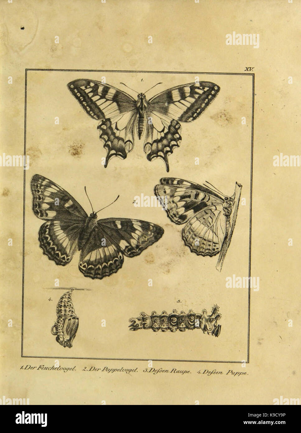 Old insect drawings hi-res stock photography and images - Alamy