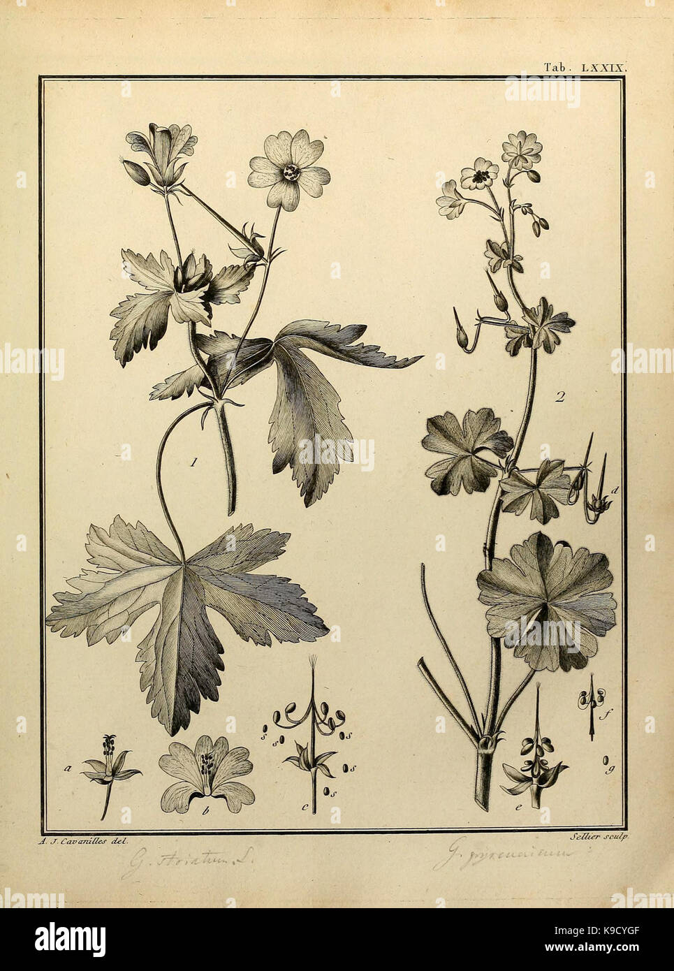 The 'Monadelphiae classis dissertationes decem' is a botanical work ...