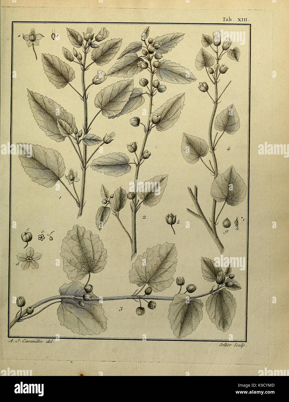 A botanical book illustrating the class Monadelphiae, featuring ten ...