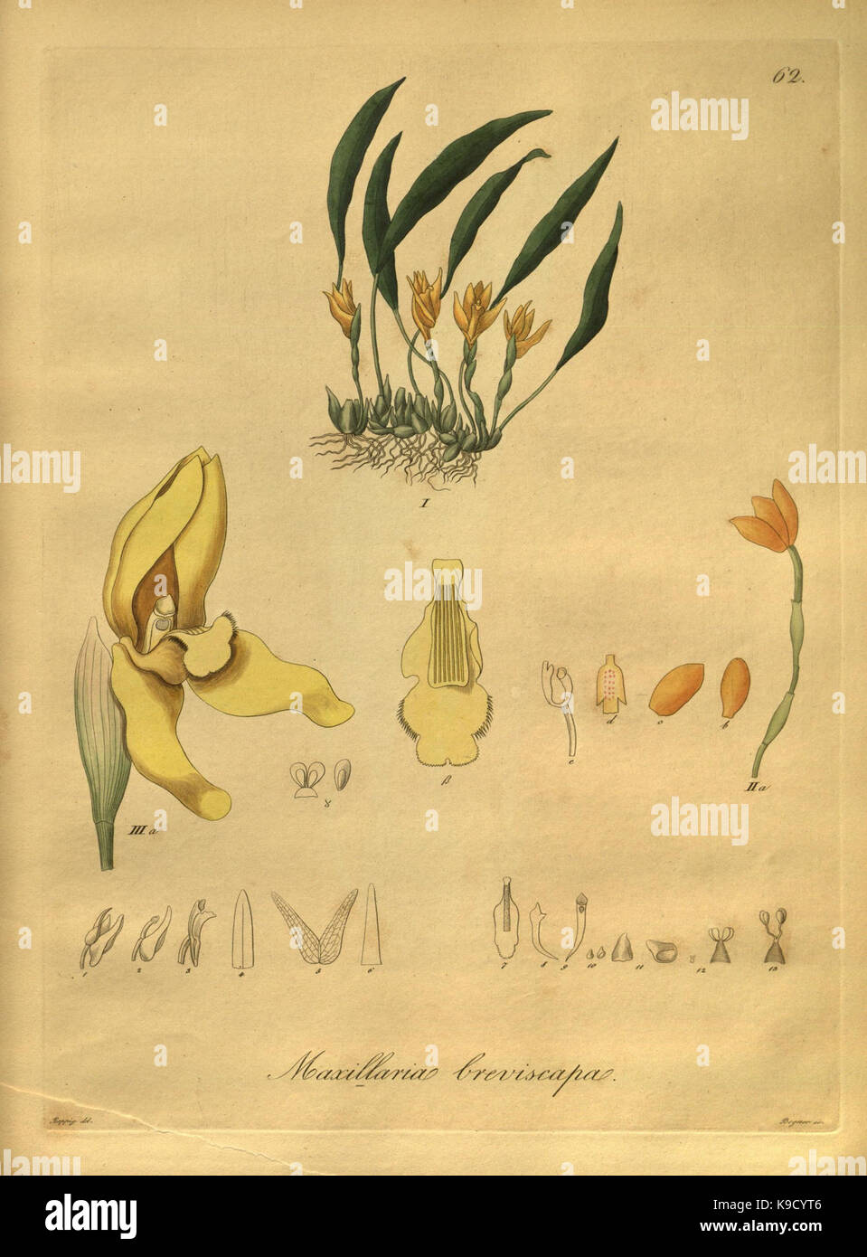 Nova genera ac species plantarum, quas in regno Chilensi Peruviano et