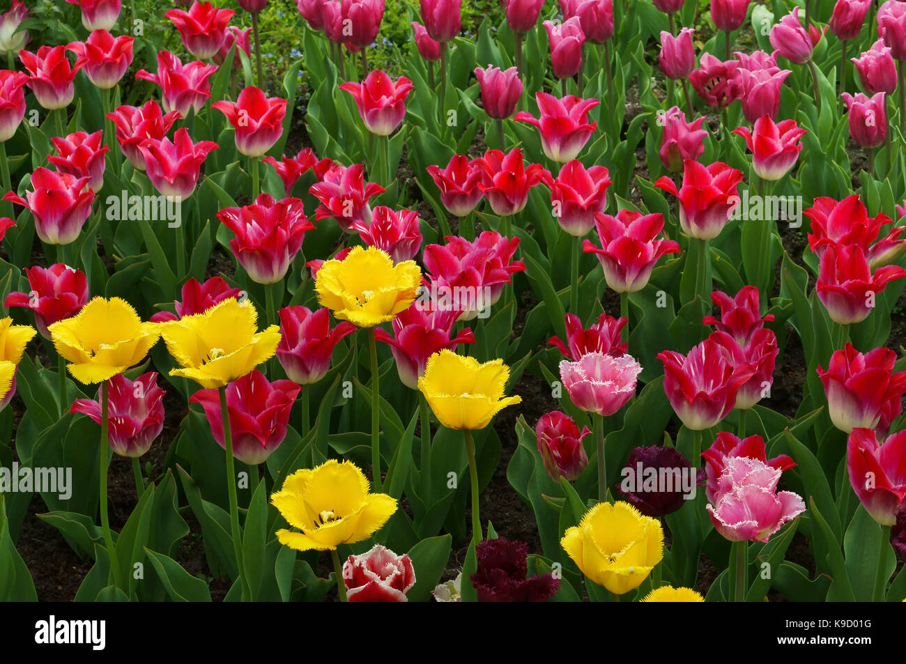 Botanical garden, the beautiful flowers in bloom and delight in the