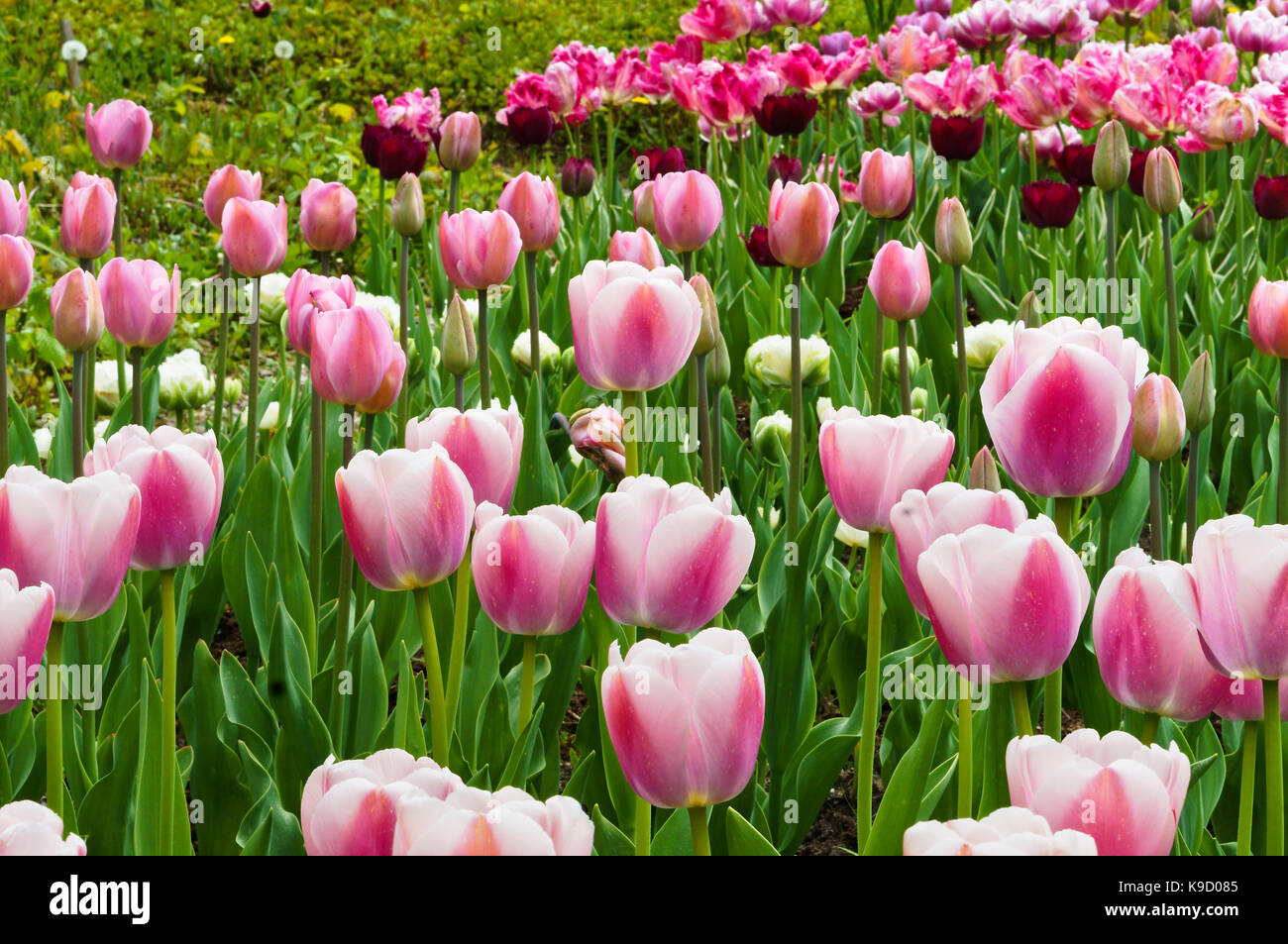 Botanical garden, the beautiful flowers in bloom and delight in the