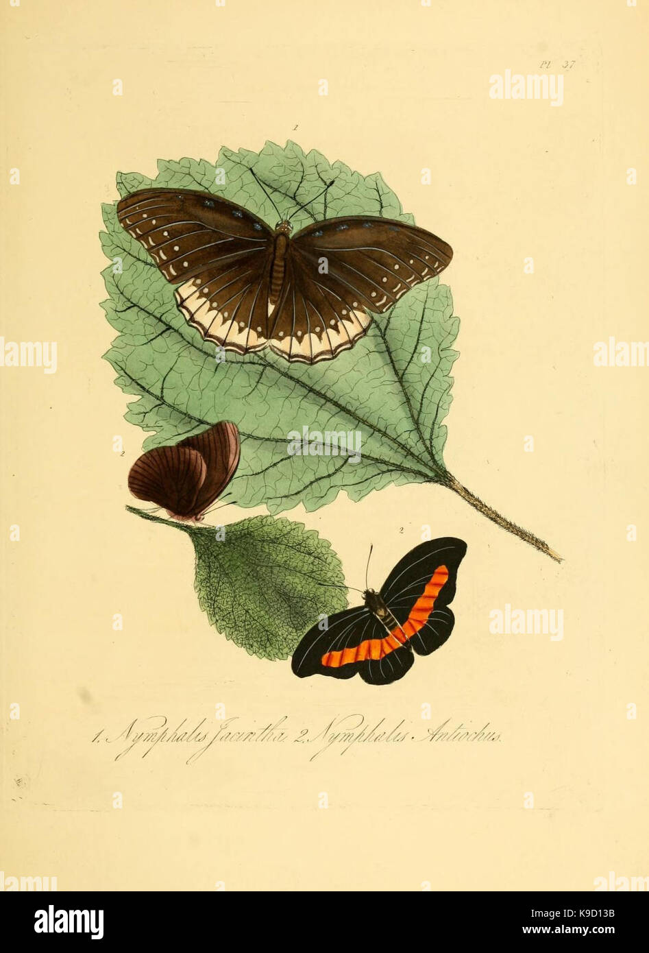 Natural history of the insects of China (Pl. 37) (7060625307 Stock ...