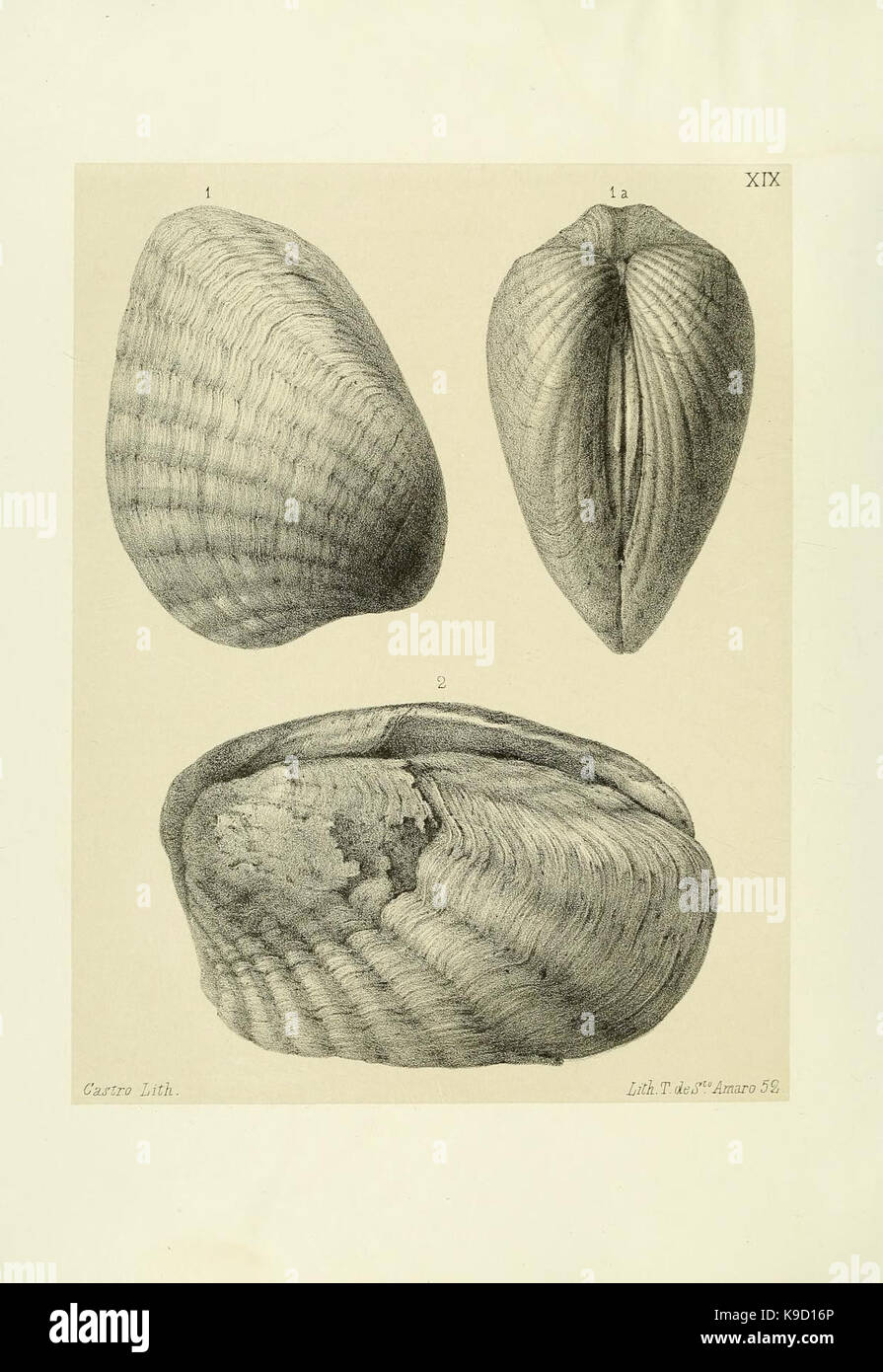 Mollusques tertiaires du Portugal (Pl. XIX) (6812872082) Stock Photo