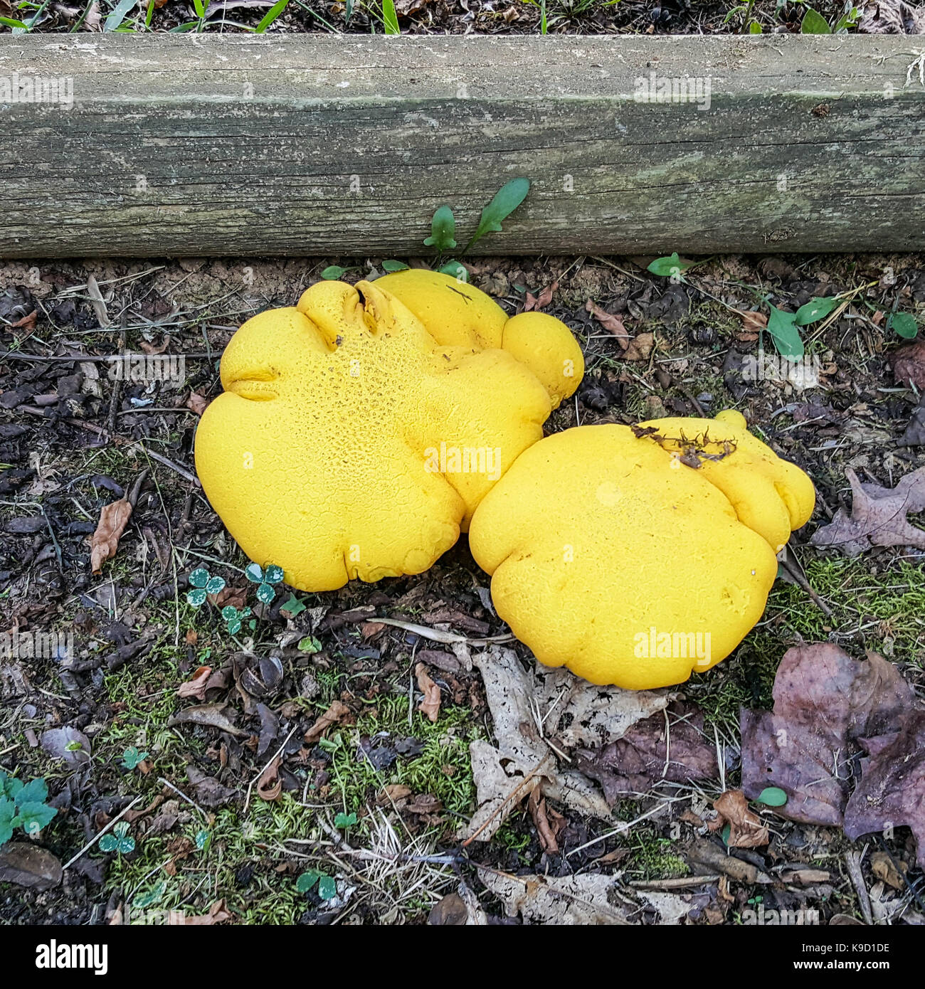Yellow mushrooms in yard Stock Photo