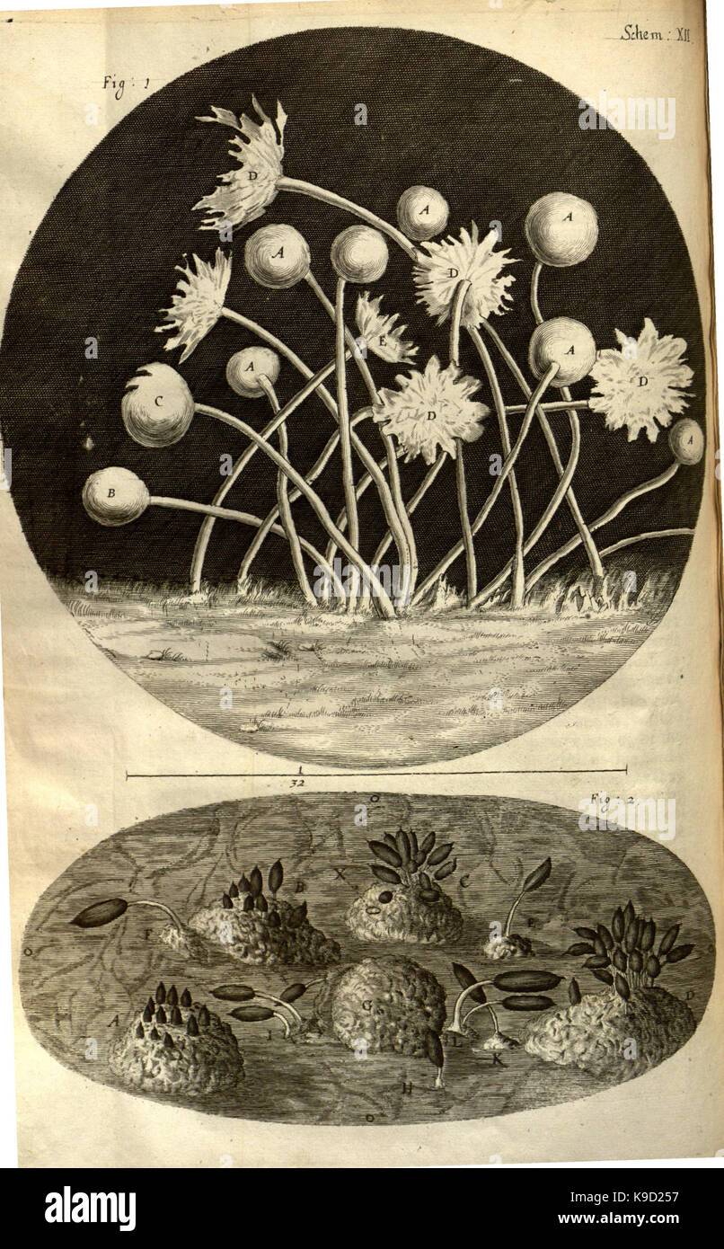 Micrographia, or, Some physiological descriptions of minute bodies made ...