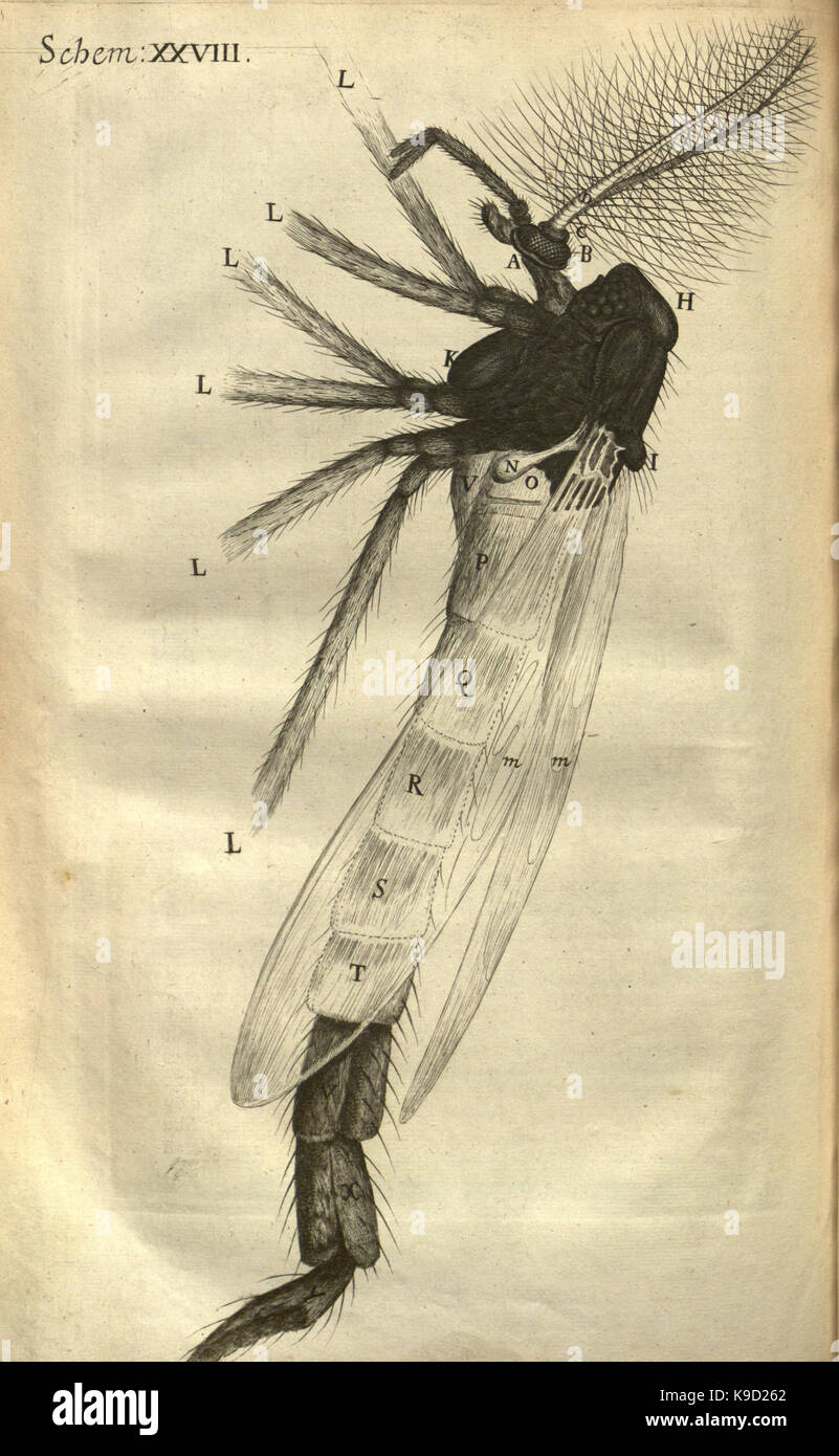 Micrographia, or, Some physiological descriptions of minute bodies made ...