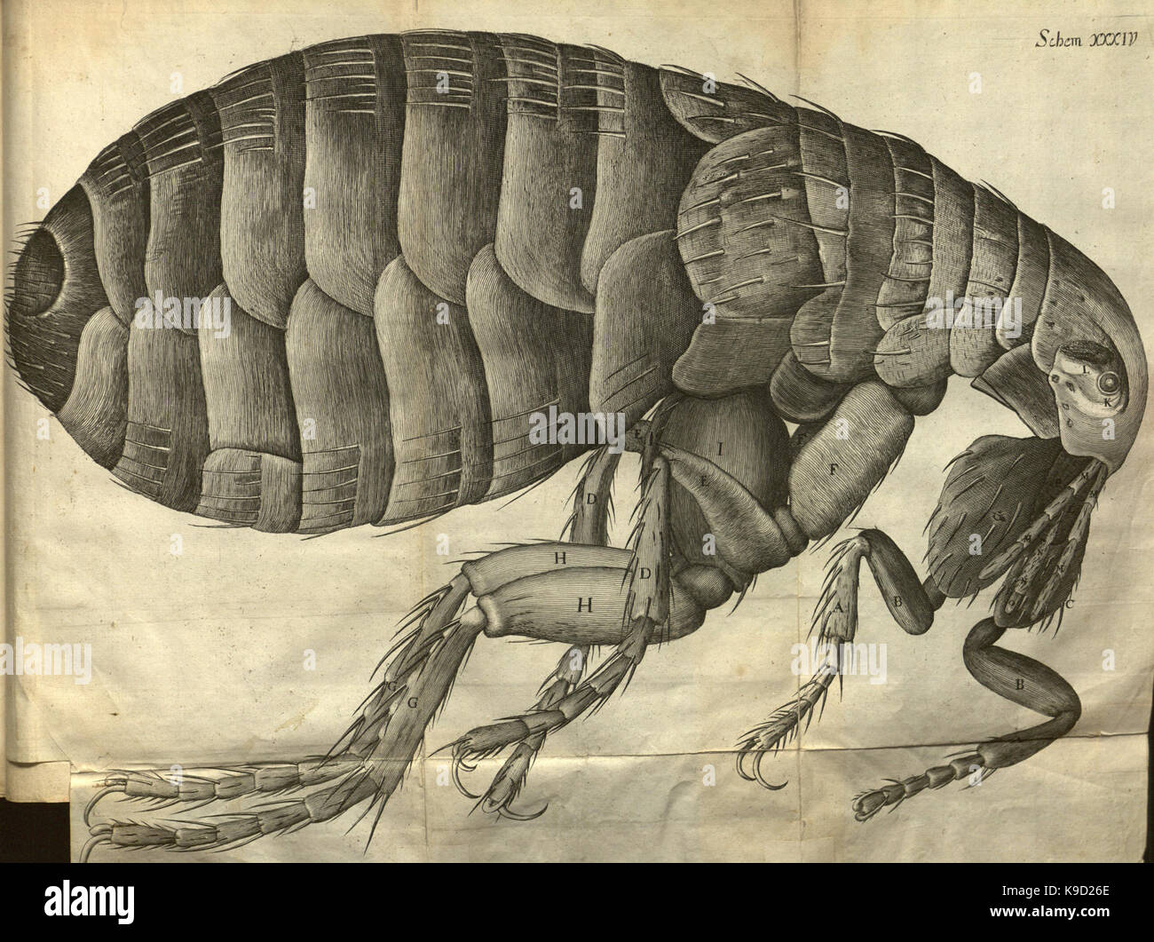 Micrographia, or, Some physiological descriptions of minute bodies made ...
