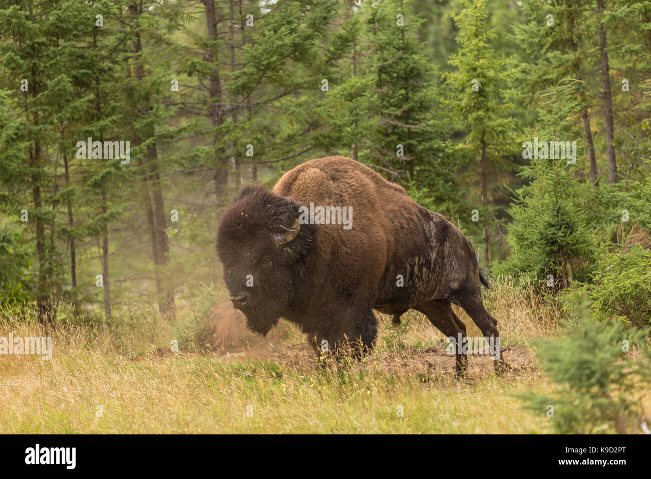 An American Bison is seen at the Zoo Sauvage in St. Felicien, Quebec Friday August 25, 2017. Stock Photo