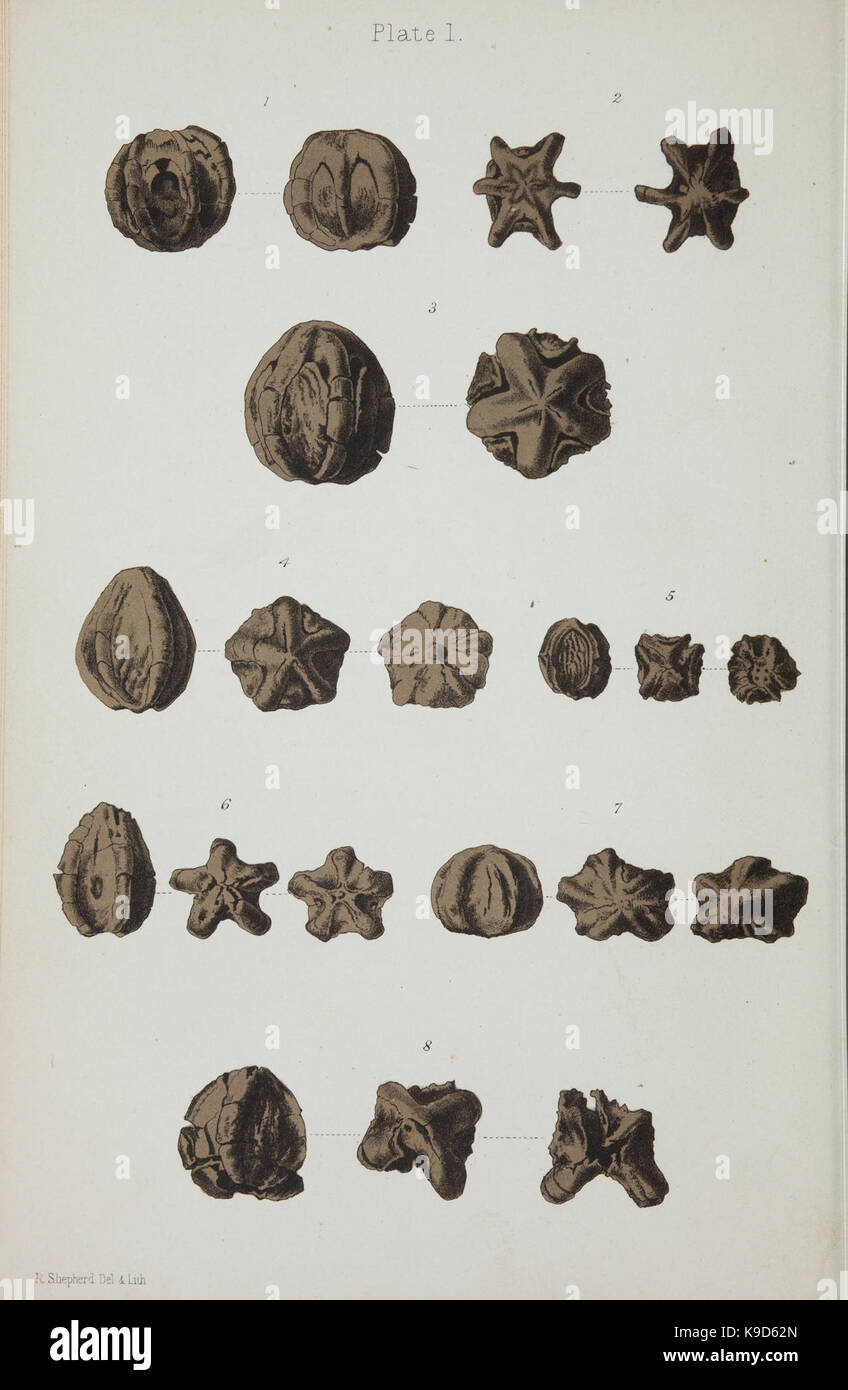Observations on new vegetable fossils of the auriferous drifts (Plate I ...