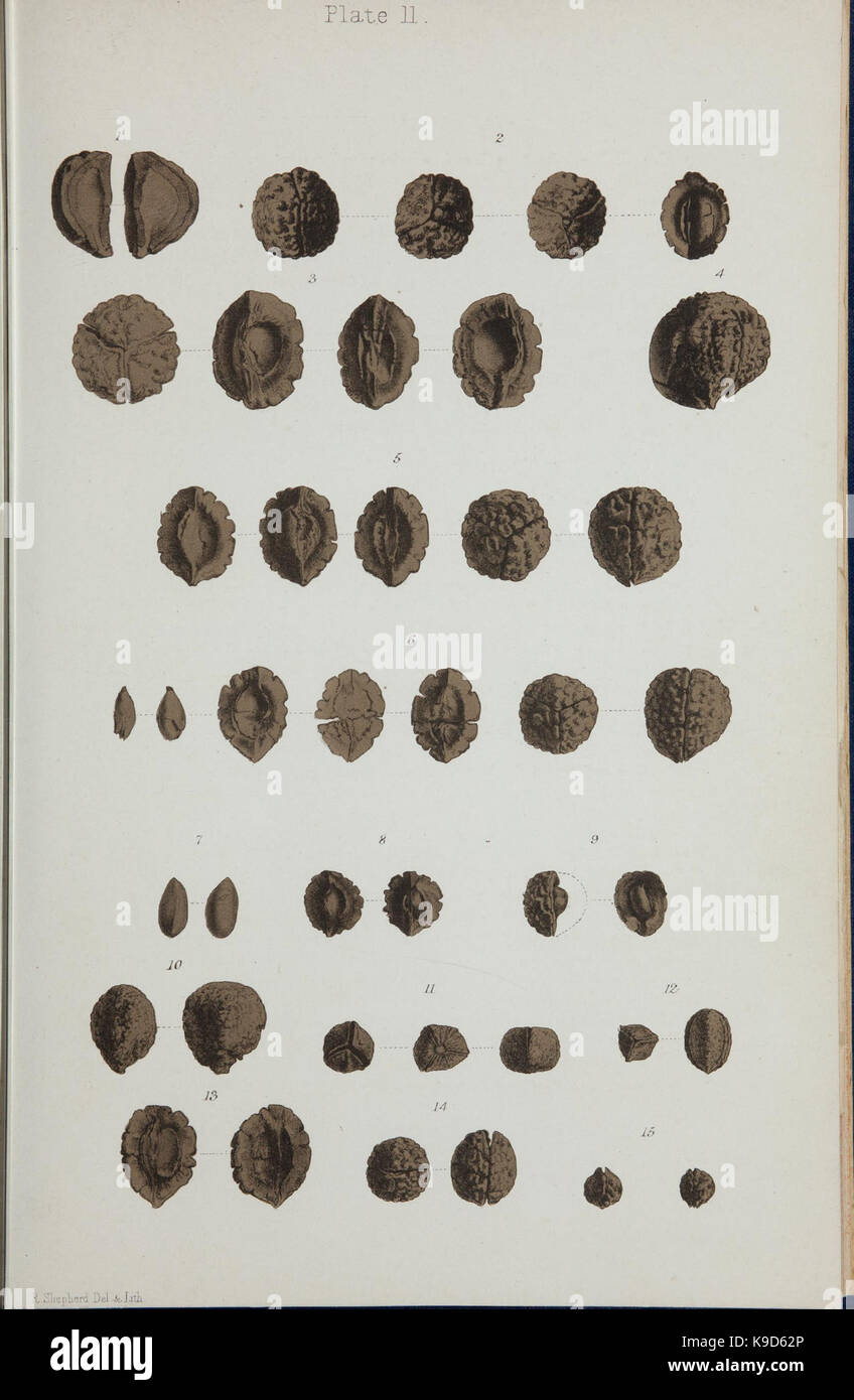 Observations on new vegetable fossils of the auriferous drifts (Plate ...