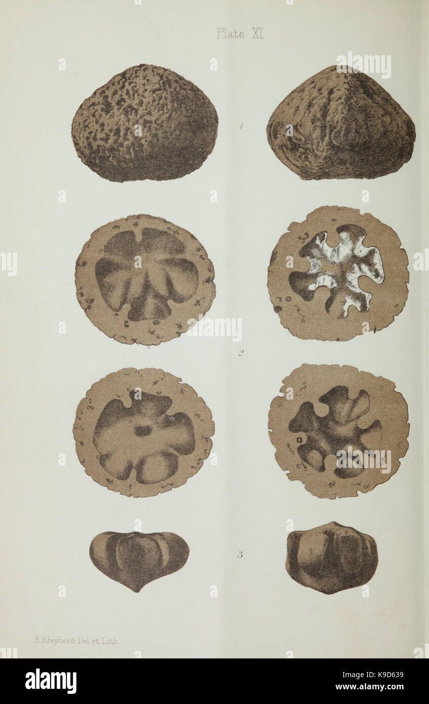 Observations on new vegetable fossils of the auriferous drifts (Plate ...