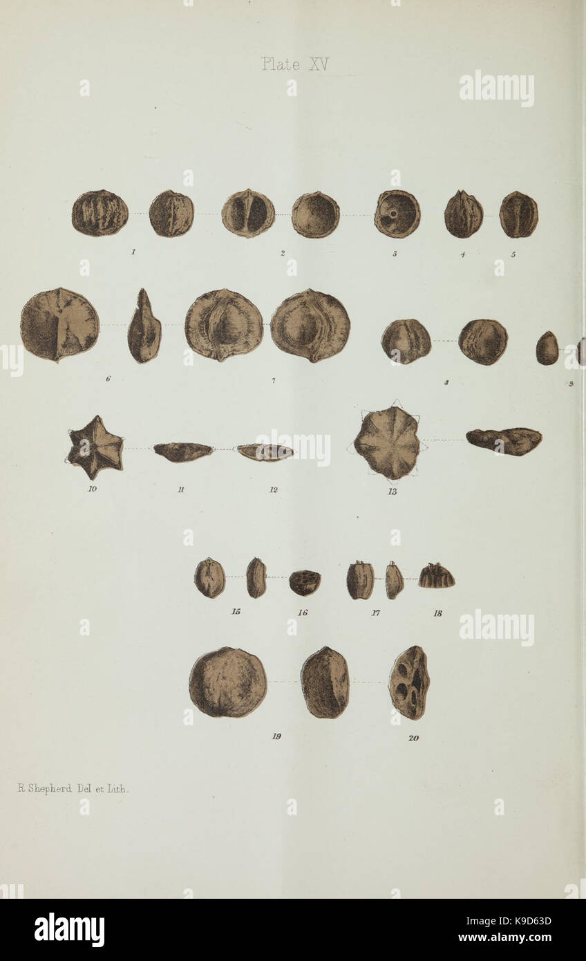 Observations on new vegetable fossils of the auriferous drifts (Plate ...