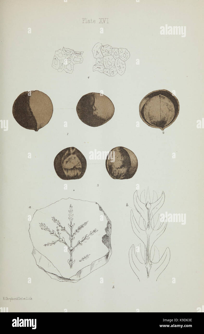 Observations on new vegetable fossils of the auriferous drifts (Plate ...