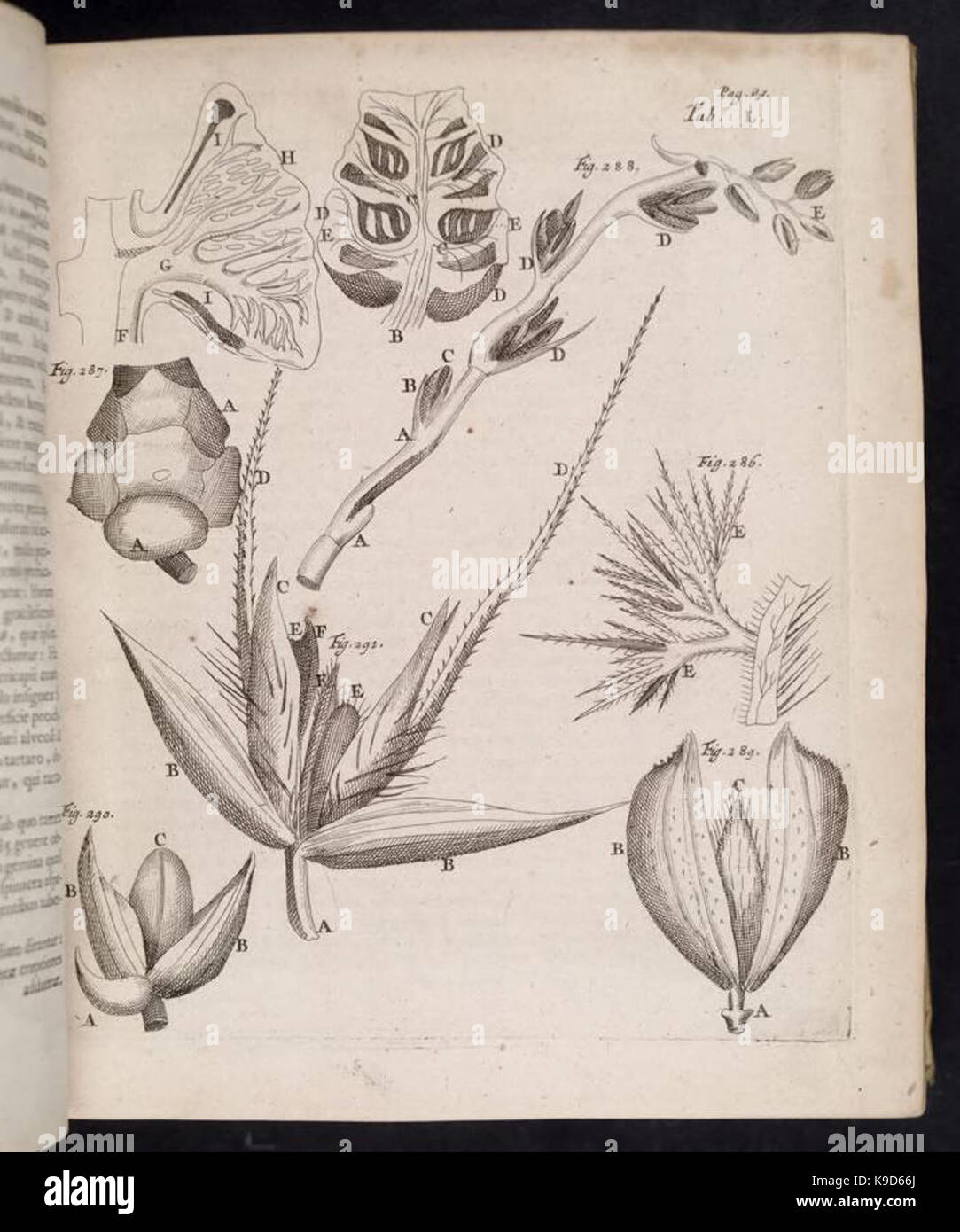 Marcelli Malpighii ... Opera omnia, seu, Thesaurus locupletissimus botanico medico anatomicus (Tab. L) BHL289581 Stock Photo