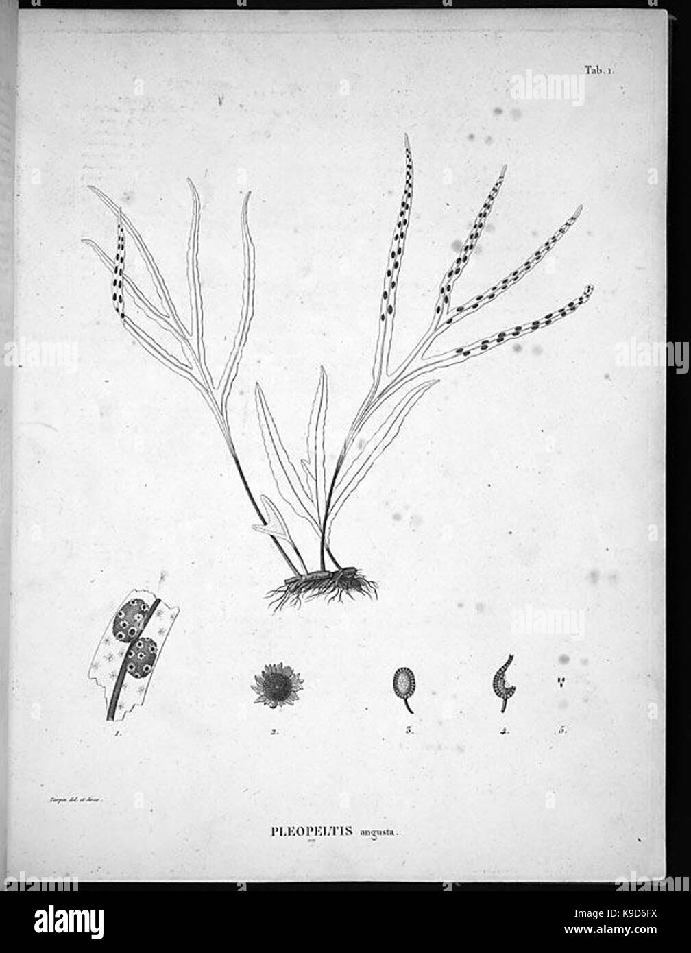Nova genera et species plantarum (Tab. 1) BHL4875 Stock Photo
