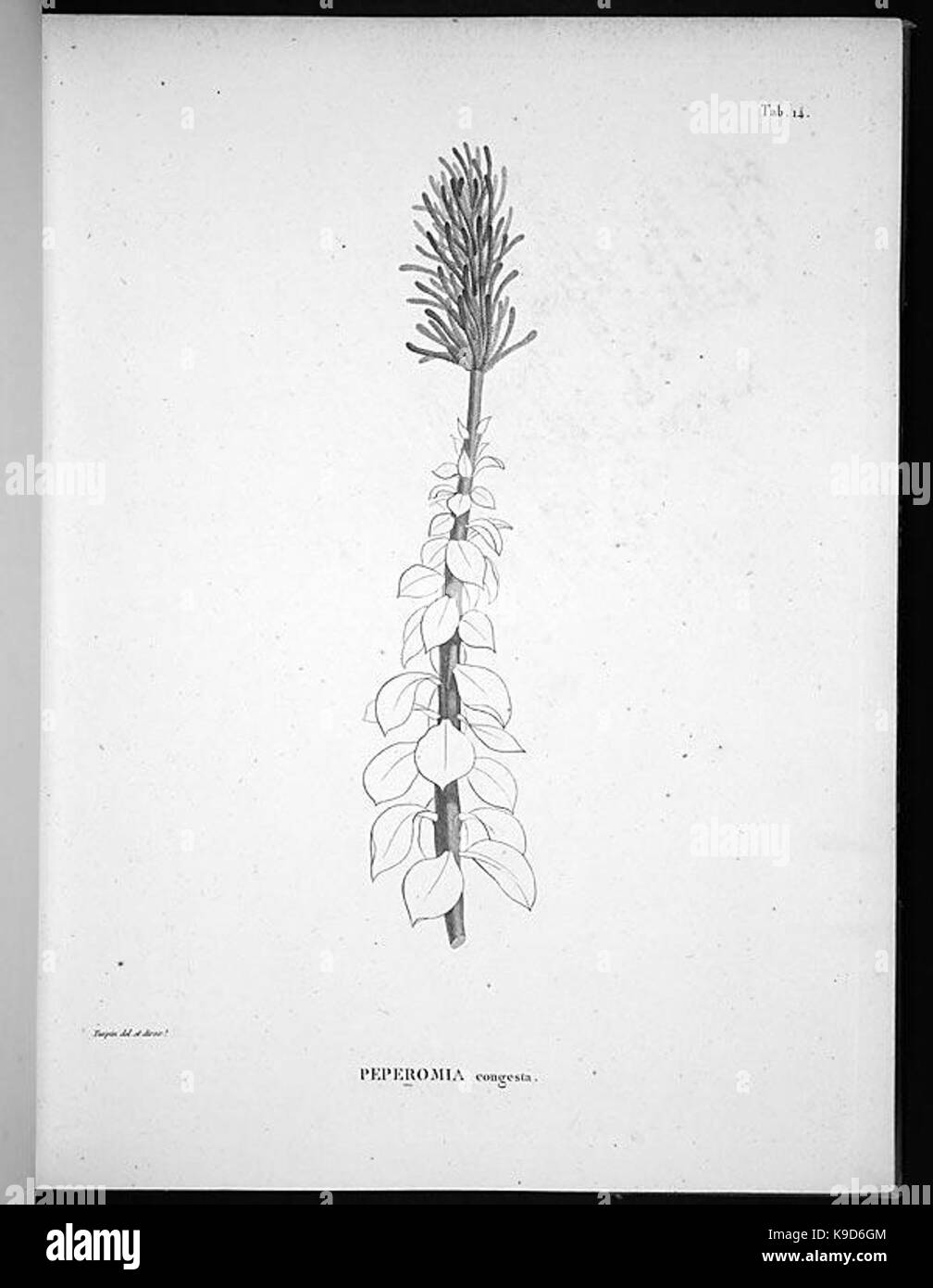 Nova genera et species plantarum (Tab. 14) BHL4888 Stock Photo