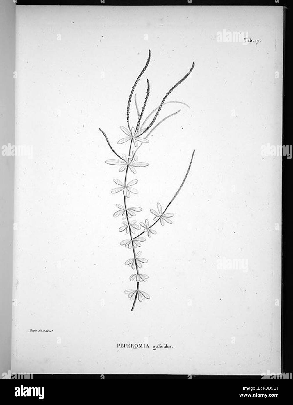Nova genera et species plantarum (Tab. 17) BHL4891 Stock Photo