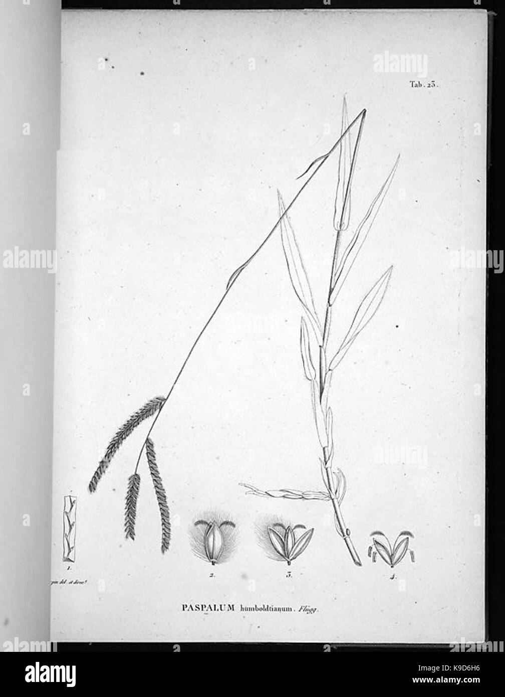 Nova genera et species plantarum (Tab. 23) BHL4897 Stock Photo