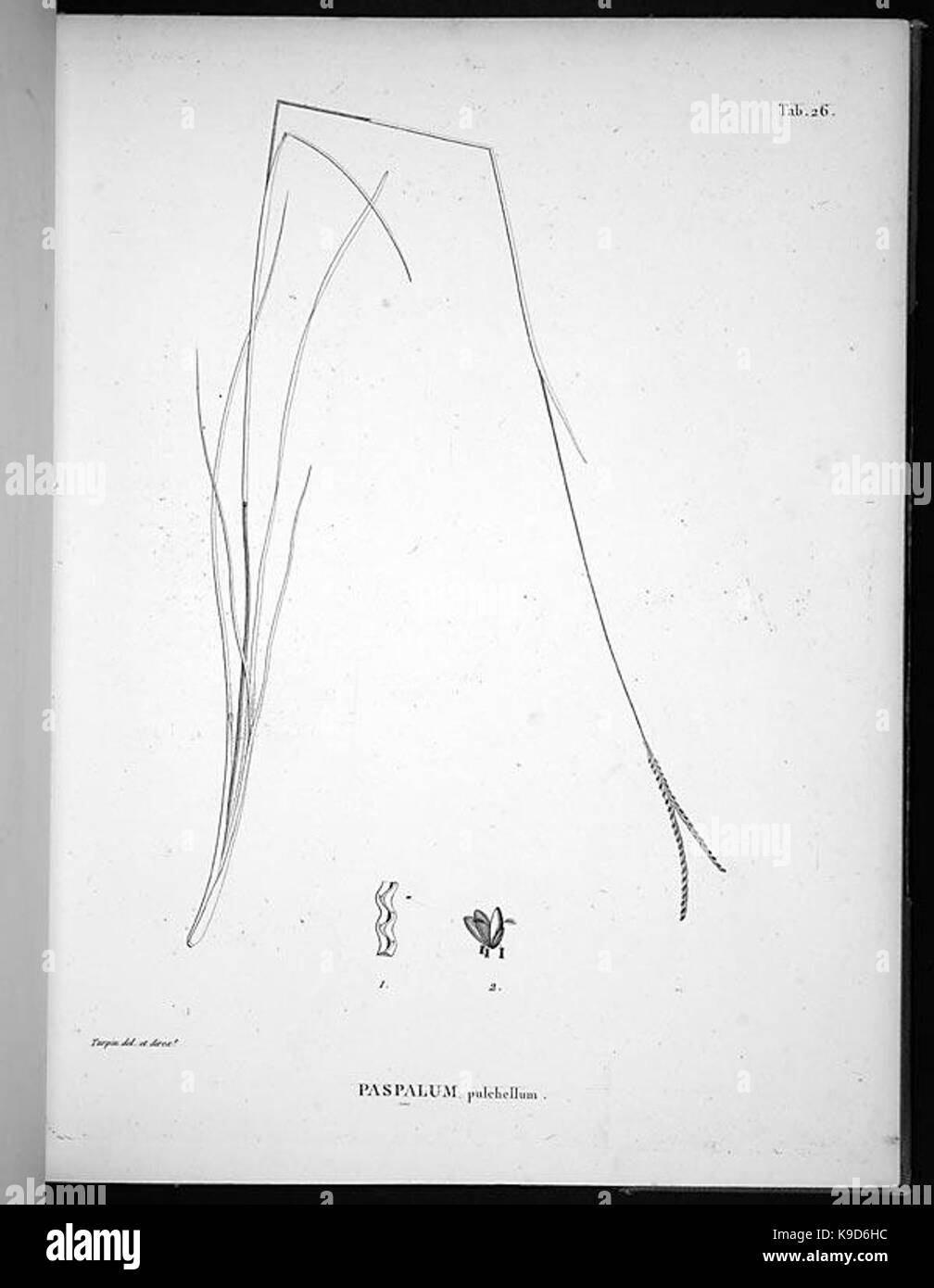 Nova genera et species plantarum (Tab. 26) BHL4900 Stock Photo