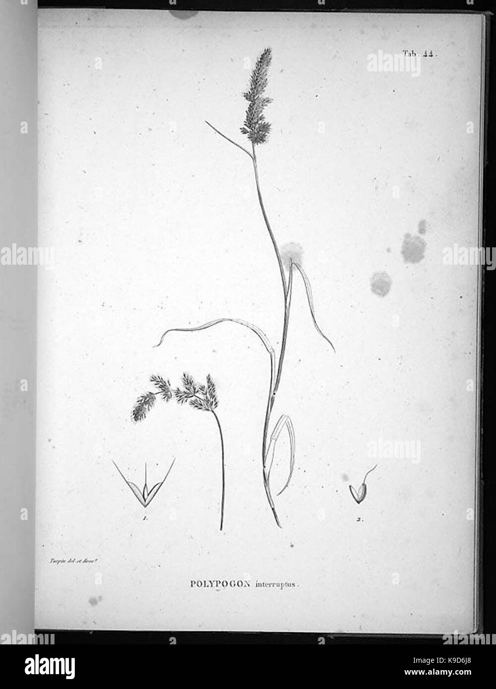 Nova genera et species plantarum (Tab. 44) BHL4918 Stock Photo