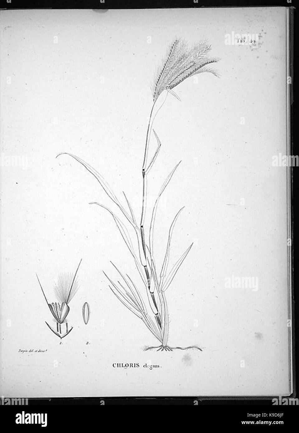Nova genera et species plantarum (Tab. 49) BHL4923 Stock Photo