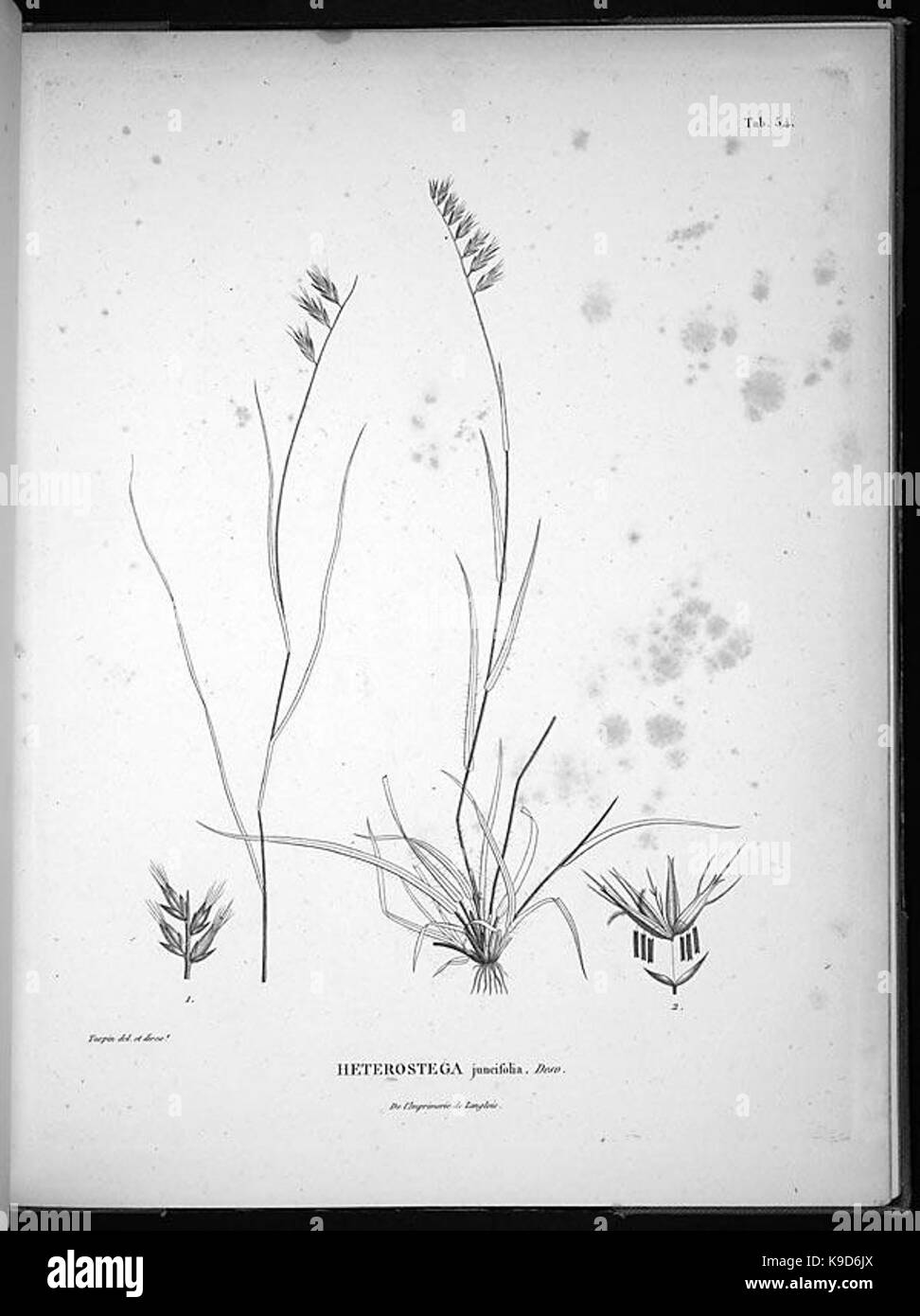 Nova genera et species plantarum (Tab. 54) BHL4928 Stock Photo
