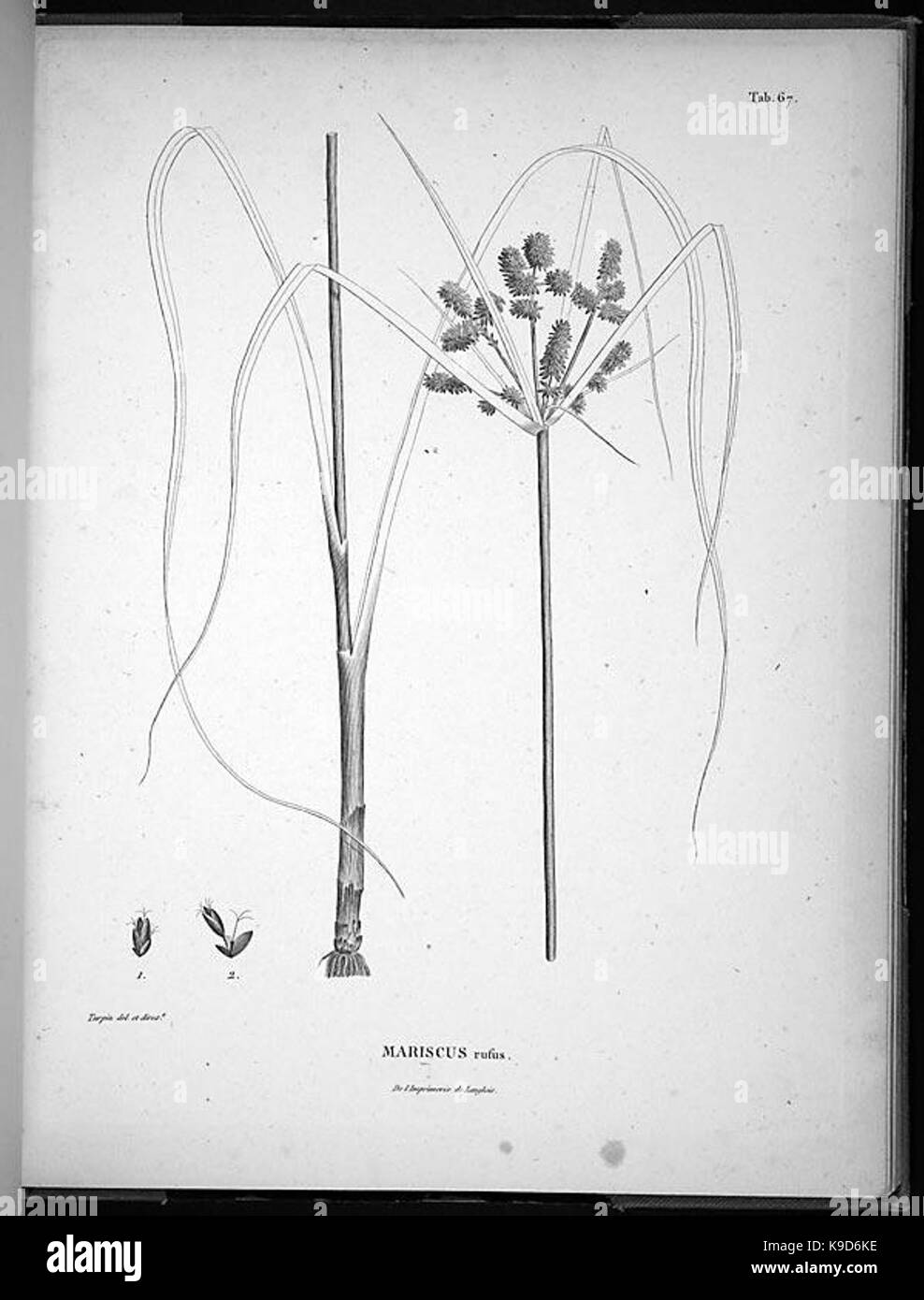 Nova genera et species plantarum (Tab. 67) BHL4941 Stock Photo