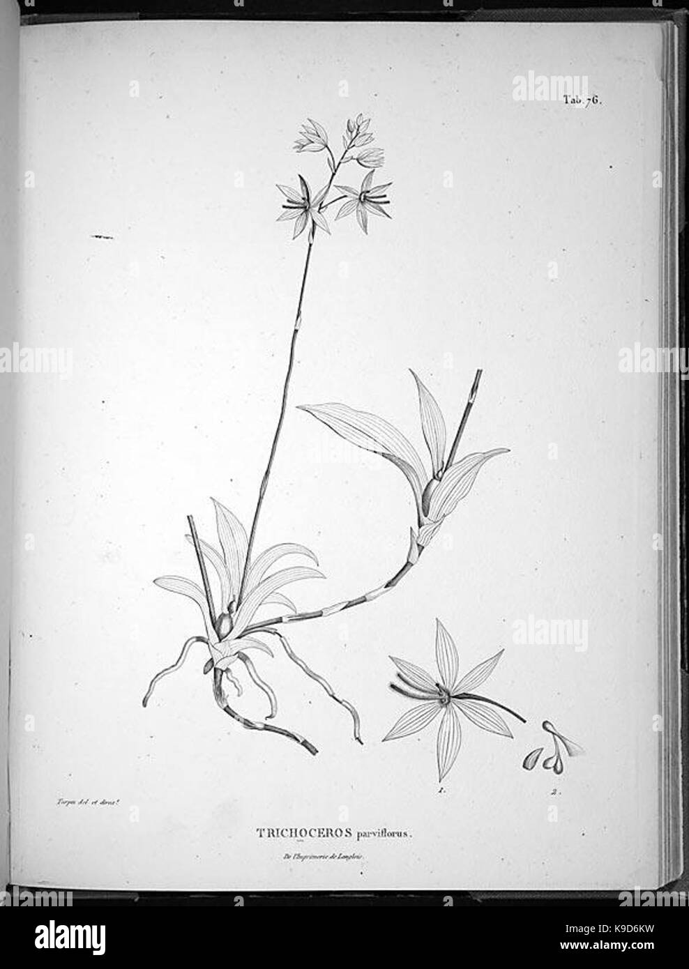 Nova genera et species plantarum (Tab. 76) BHL4950 Stock Photo