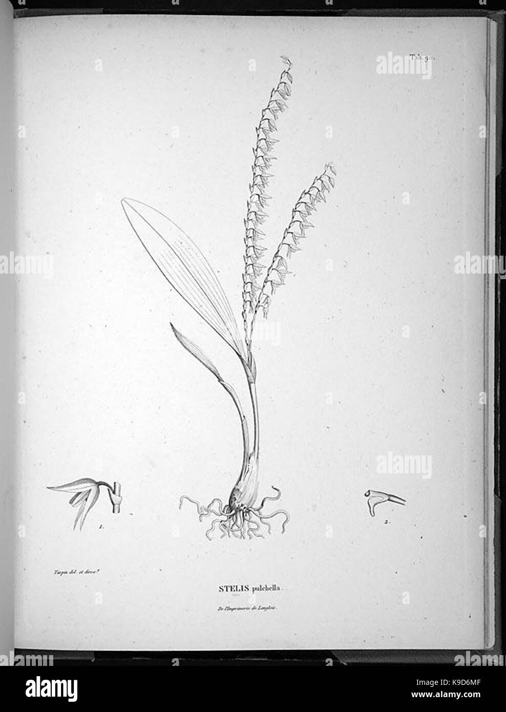 Nova genera et species plantarum (Tab. 90) BHL4964 Stock Photo