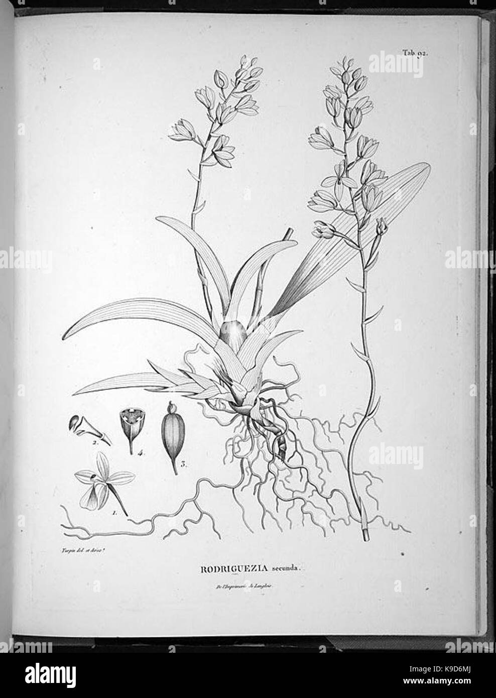 Nova genera et species plantarum (Tab. 92) BHL4966 Stock Photo