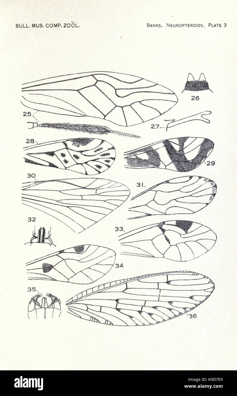 Neuroptera classification hi-res stock photography and images - Alamy
