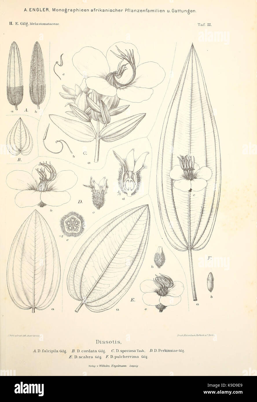 Monographieen afrikanischer Pflanzen Familien und Gattungen (Taf. III