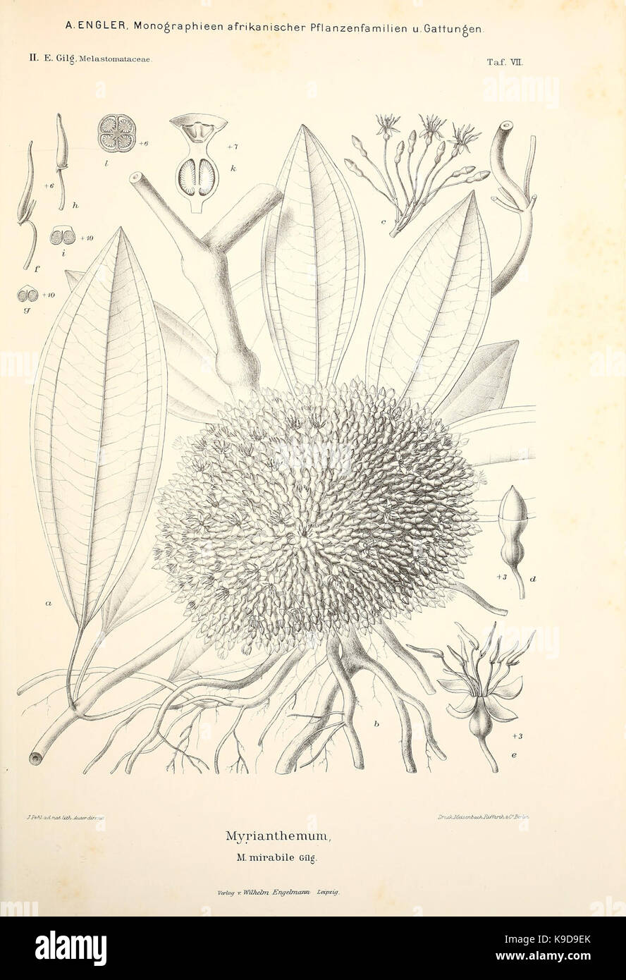 Monographieen afrikanischer Pflanzen Familien und Gattungen (Taf. VII