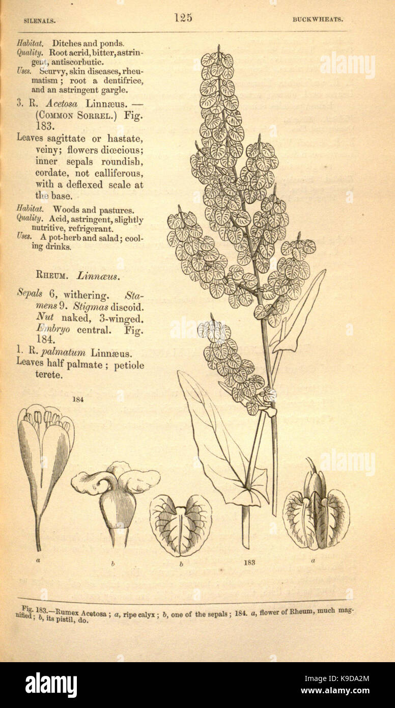 Medical medicinal plants taxonomy hi-res stock photography and images ...