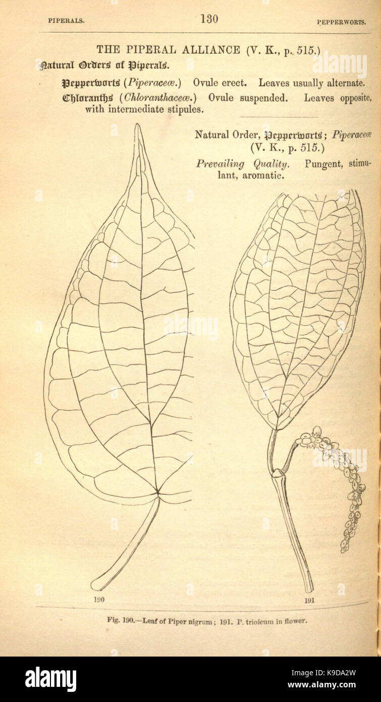 Medical medicinal plants taxonomy hi-res stock photography and images ...