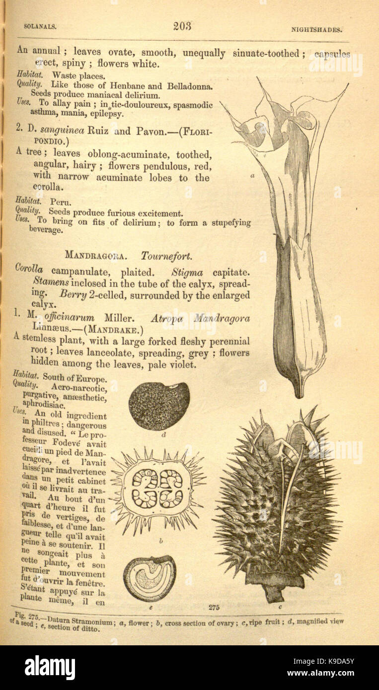 Medical medicinal plants taxonomy hi-res stock photography and images ...