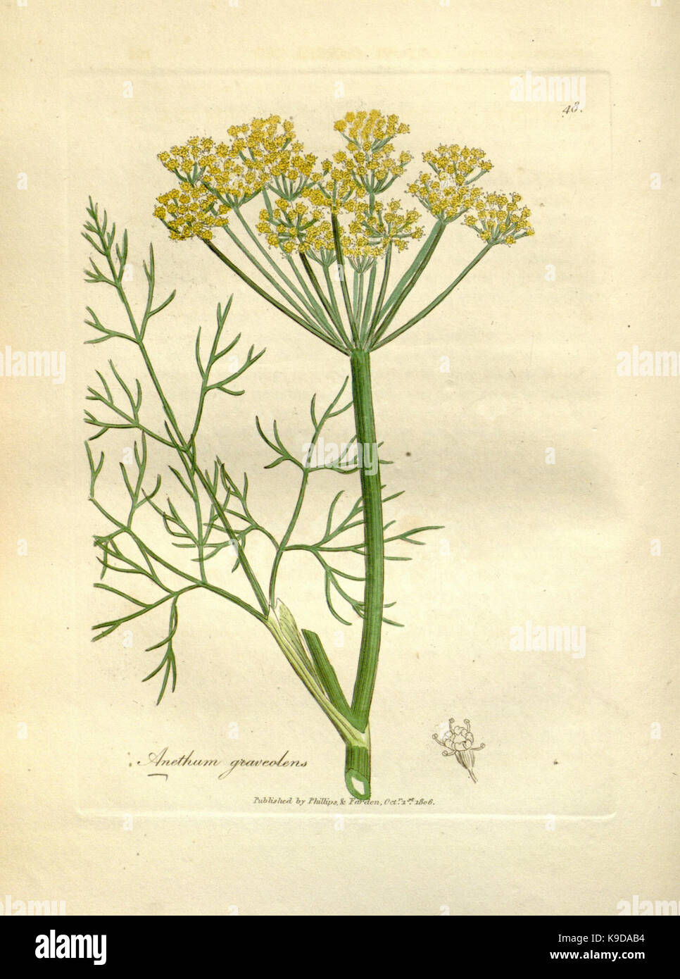 Medical medicinal plants taxonomy hi-res stock photography and images ...
