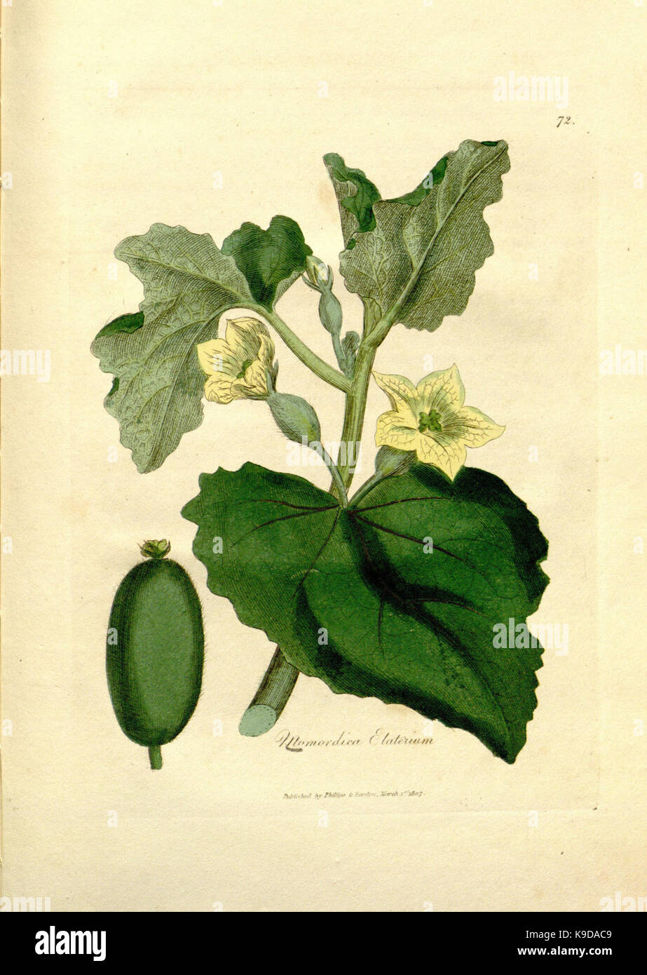 Medical medicinal plants taxonomy hi-res stock photography and images ...