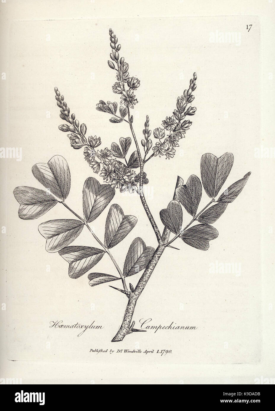 Medical medicinal plants taxonomy hi-res stock photography and images ...