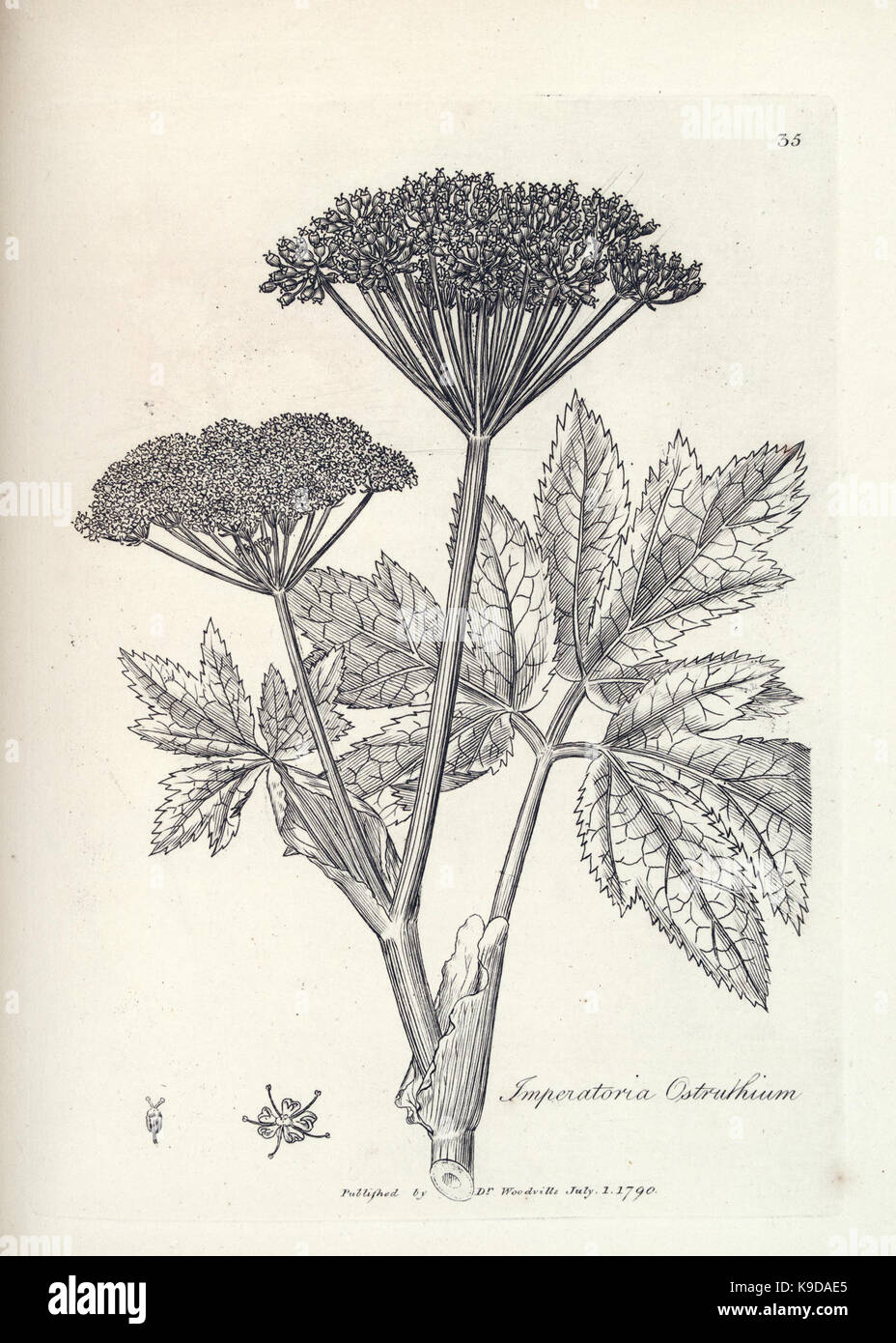 Medical medicinal plants taxonomy hi-res stock photography and images ...