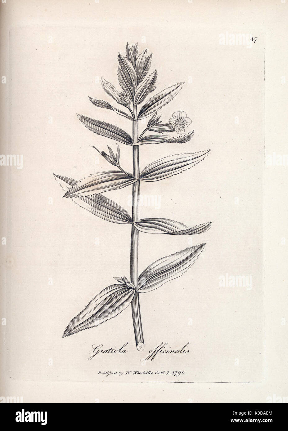 Medical medicinal plants taxonomy hi-res stock photography and images ...