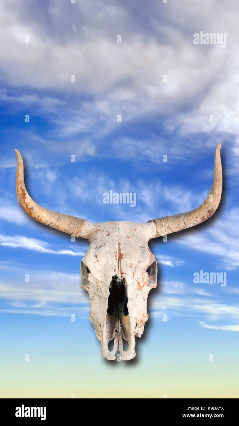 Cow skull in the blue sky heavens. Stock Photo