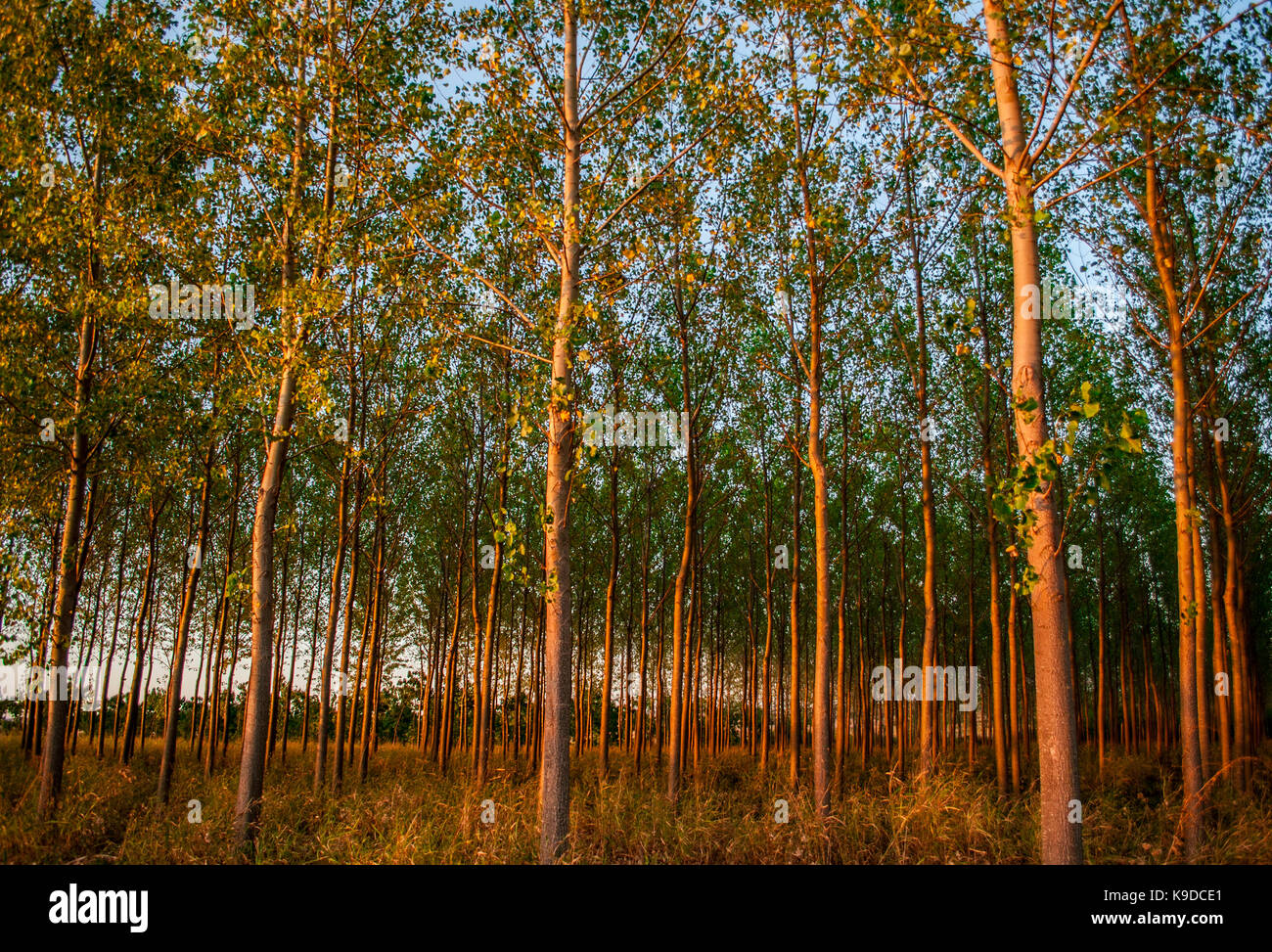 Autumn in the forest Stock Photo - Alamy